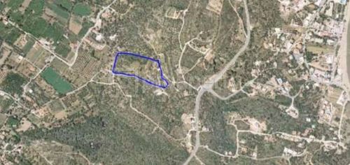 primary image