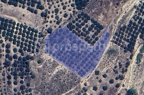 primary image